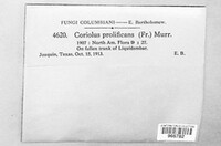 Trichaptum biforme image